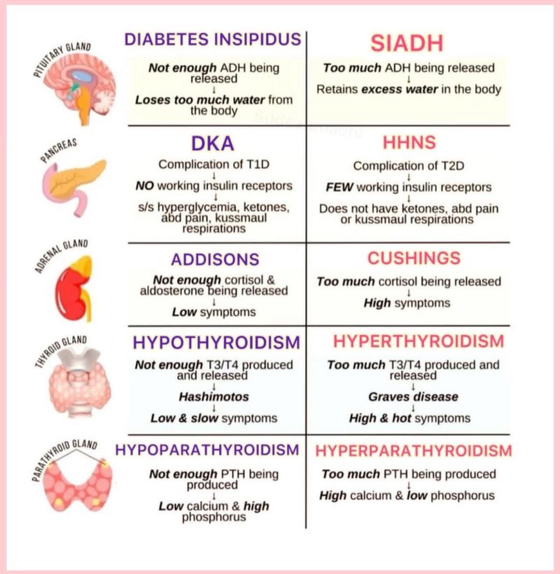 Endocrine crashes don’t ask for your schedule.